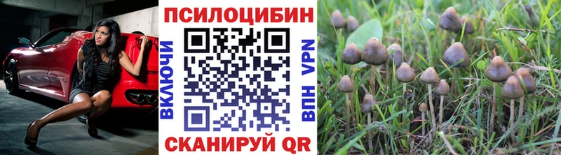 закладки  Николаевск-на-Амуре  Галлюциногенные грибы Psilocybine cubensis 